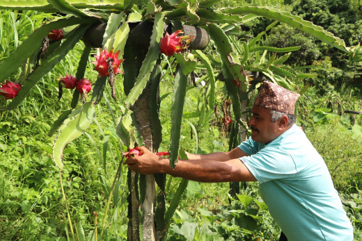 जागिरको फेन्सनपछि ‘ड्रागन फुड’मा रमाउँदै धादिङका किसान